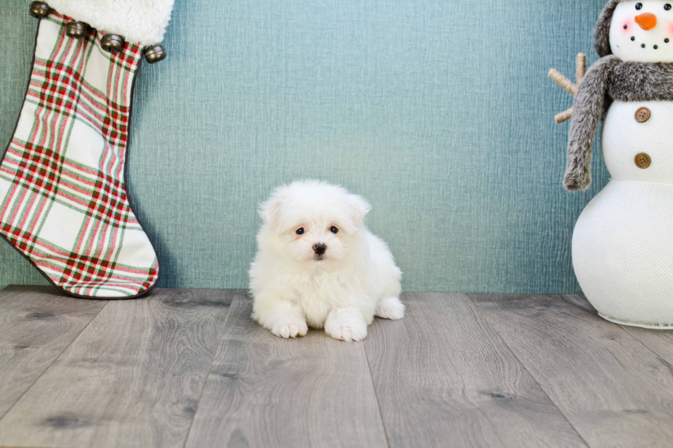 Smart Maltipom Designer Pup