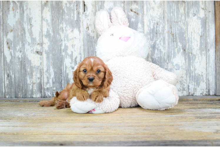 Energetic Cavalier King Charles Spaniel Purebred Puppy