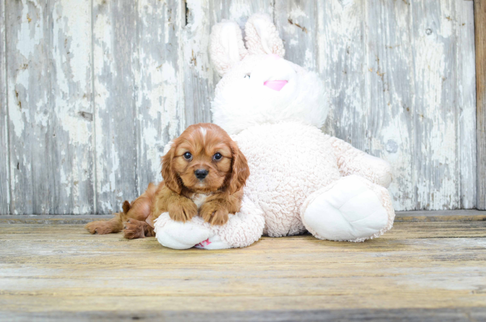 Energetic Cavalier King Charles Spaniel Purebred Puppy