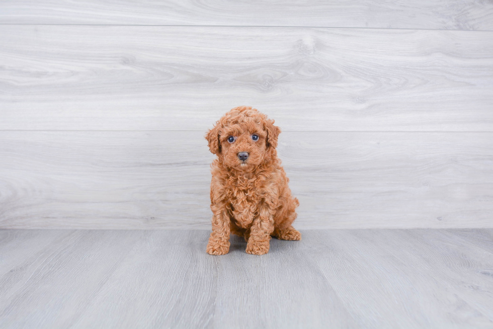 Energetic Golden Retriever Poodle Mix Puppy