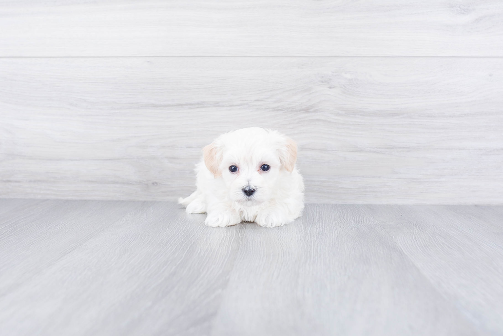 Hypoallergenic Maltese Poodle Poodle Mix Puppy