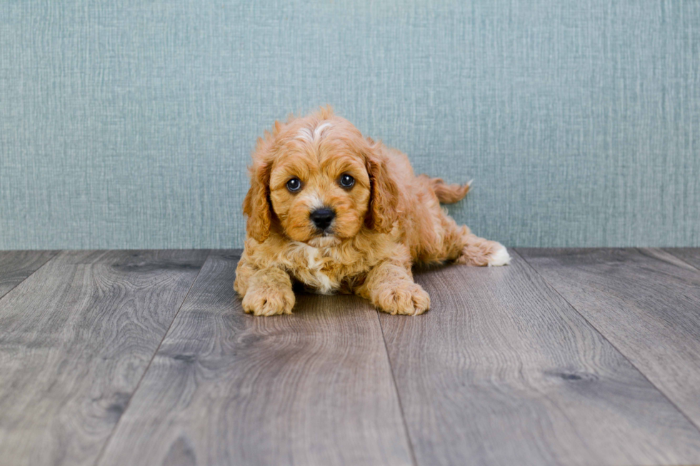 Popular Cavapoo Poodle Mix Pup