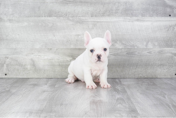 Akc Registered French Bulldog Purebred Pup