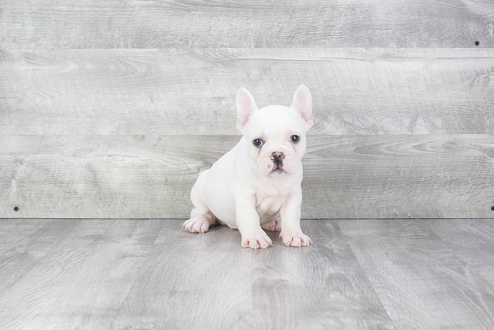 Akc Registered French Bulldog Purebred Pup