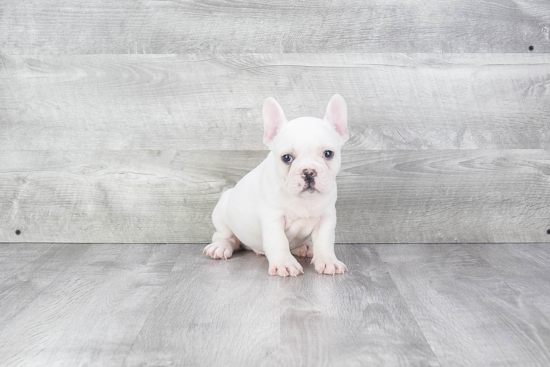 Akc Registered French Bulldog Purebred Pup