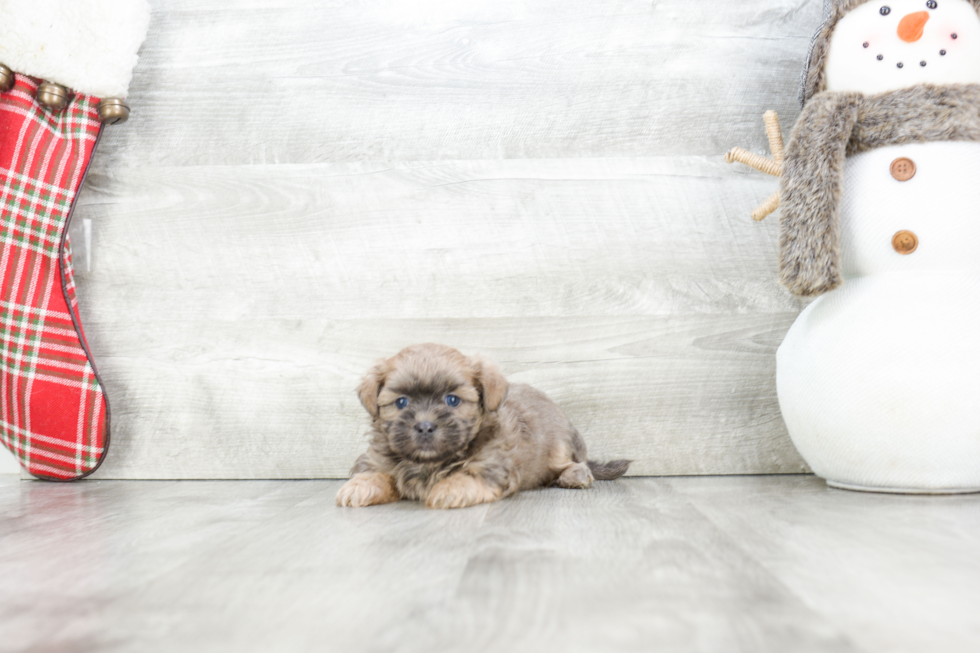 Teddy Bear Pup Being Cute