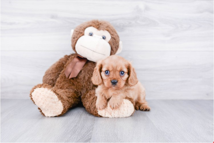 Hypoallergenic Cavalier King Charles Spaniel Purebred Pup