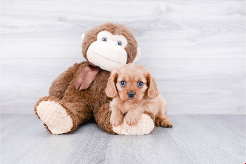 Hypoallergenic Cavalier King Charles Spaniel Purebred Pup