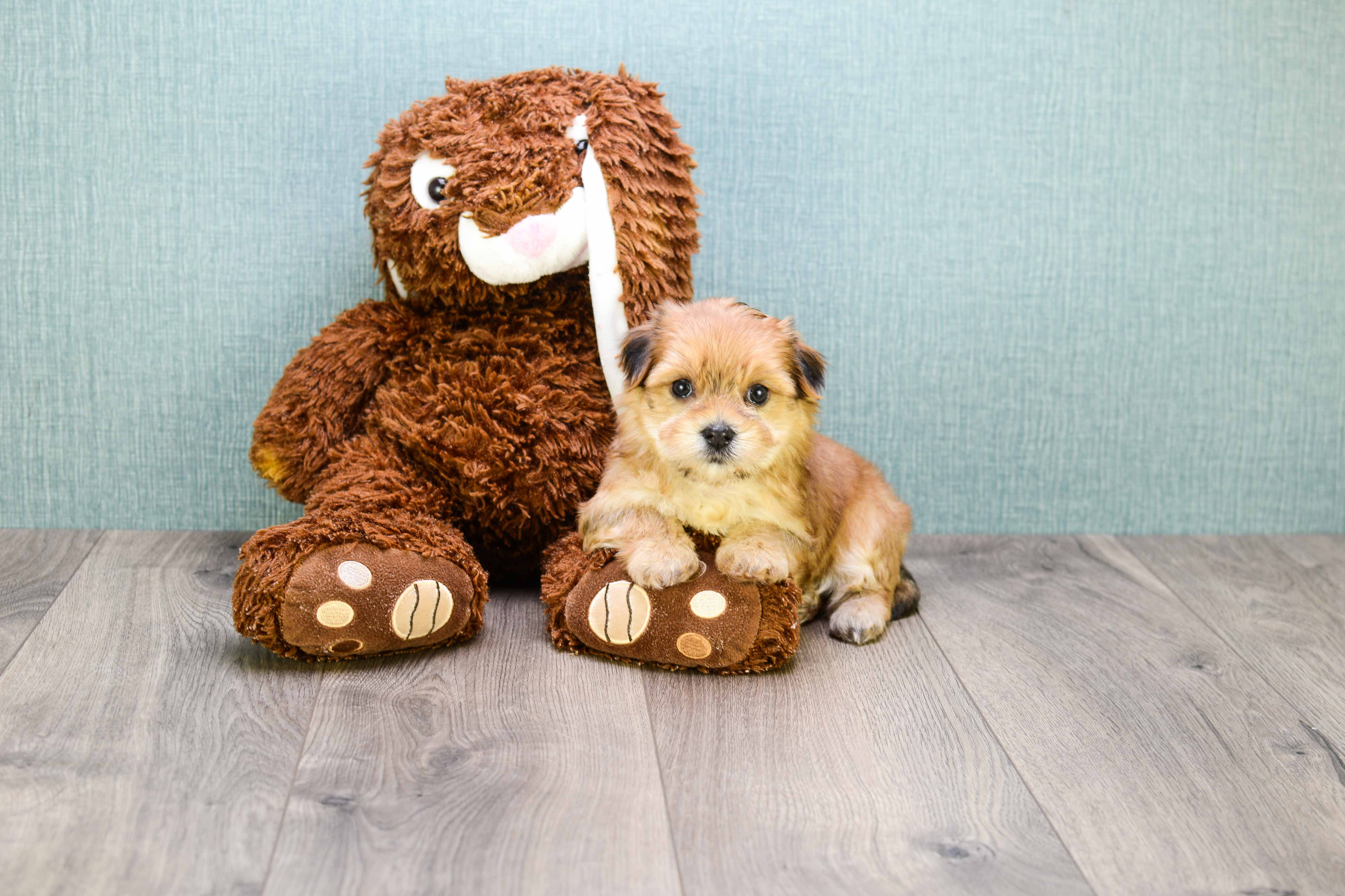 Morkie Puppy for Adoption