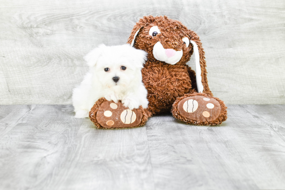 Sweet Maltese Purebred Puppy