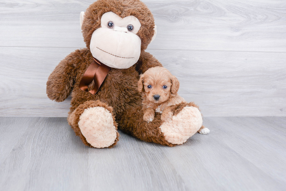 Smart Cavapoo Poodle Mix Pup