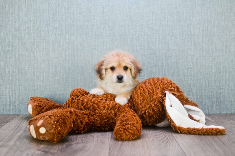 Hypoallergenic Yorkie Designer Puppy