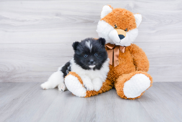 Popular Pomsky Designer Pup