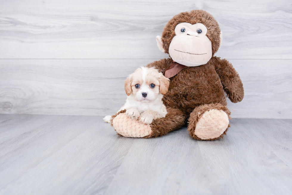 Cavapoo Pup Being Cute