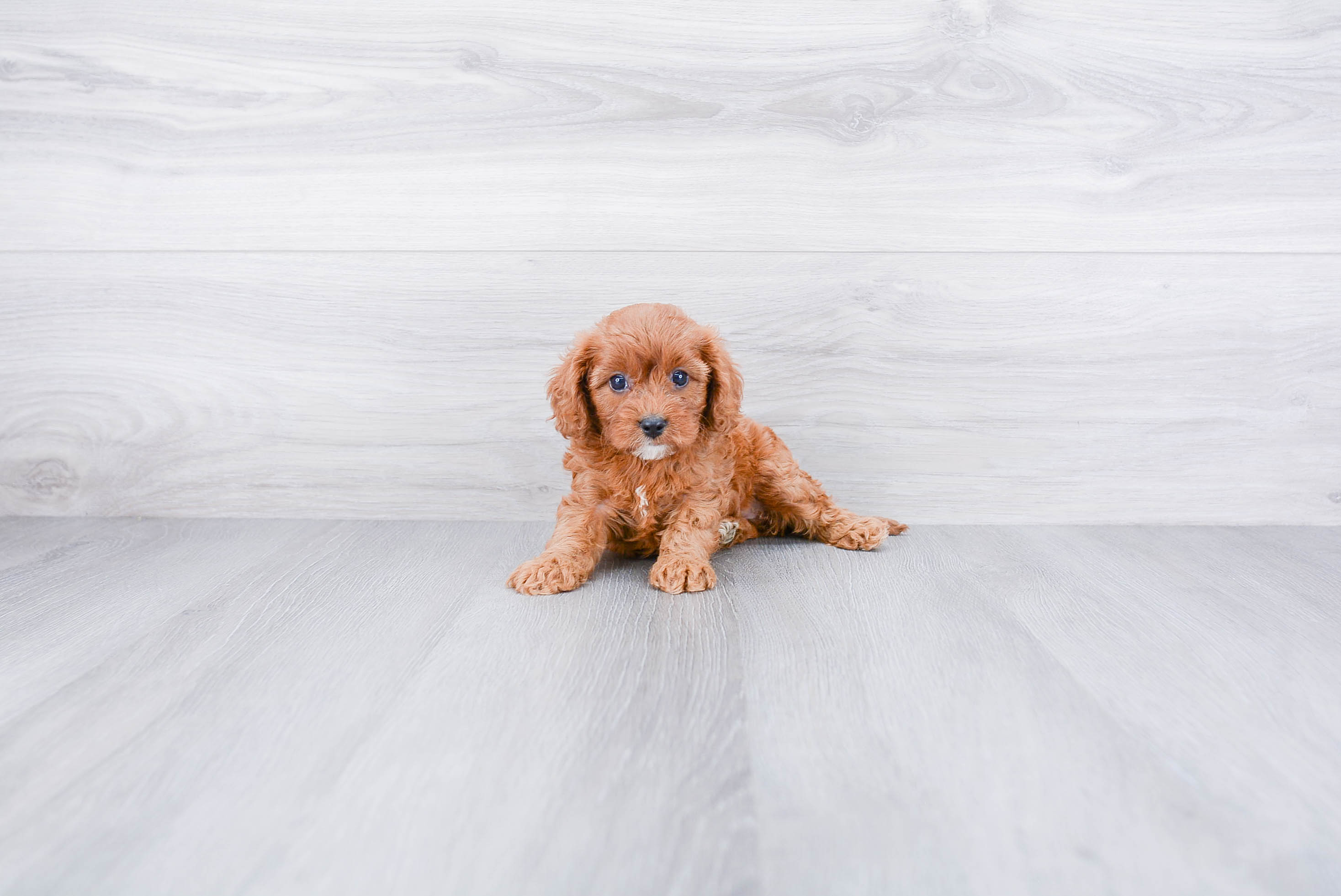 Cavapoo Puppy for Adoption