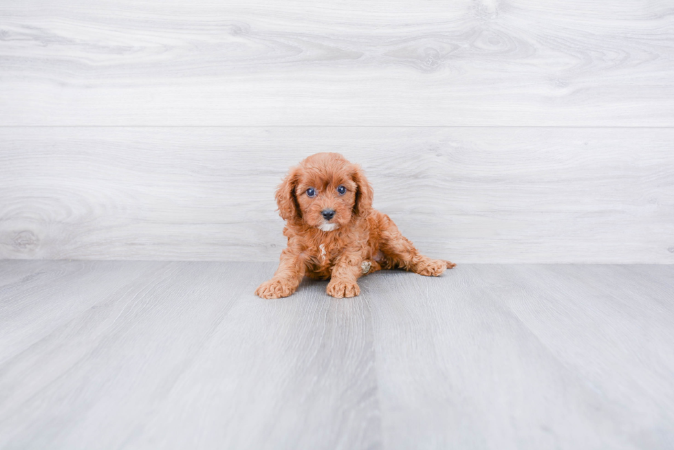 Cavapoo Puppy for Adoption