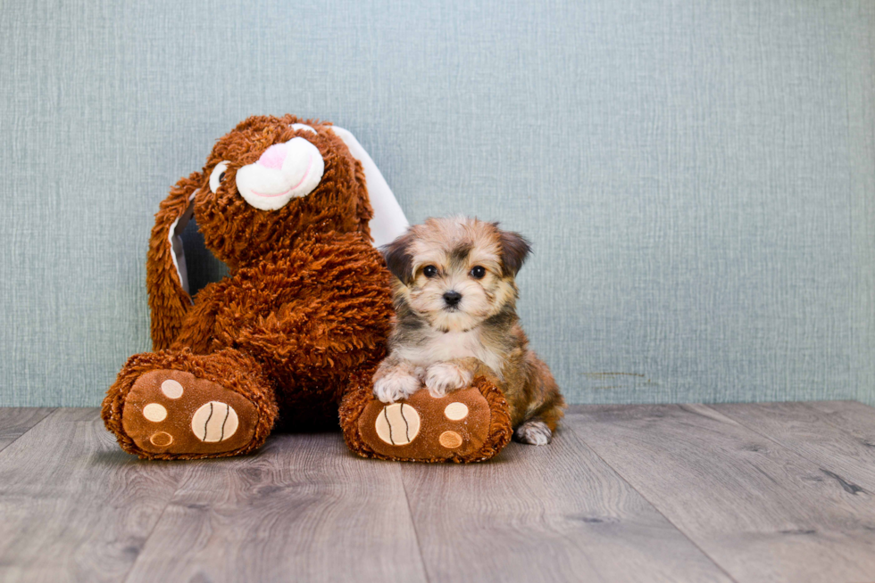 Playful Yorkie Designer Puppy