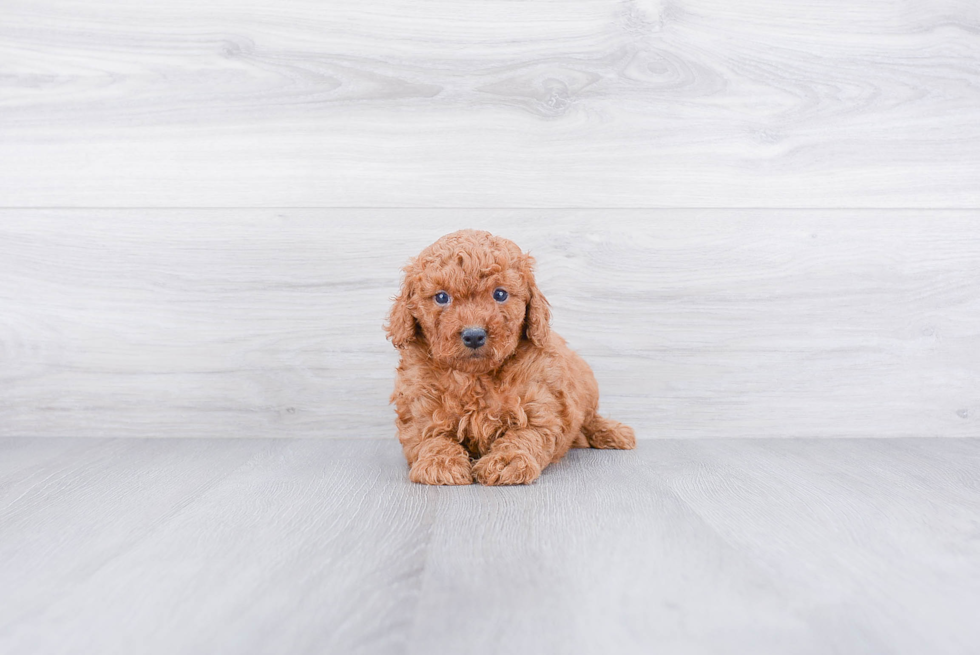 Friendly Mini Goldendoodle Baby