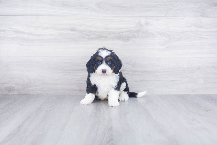 Playful Bernadoodle Poodle Mix Puppy