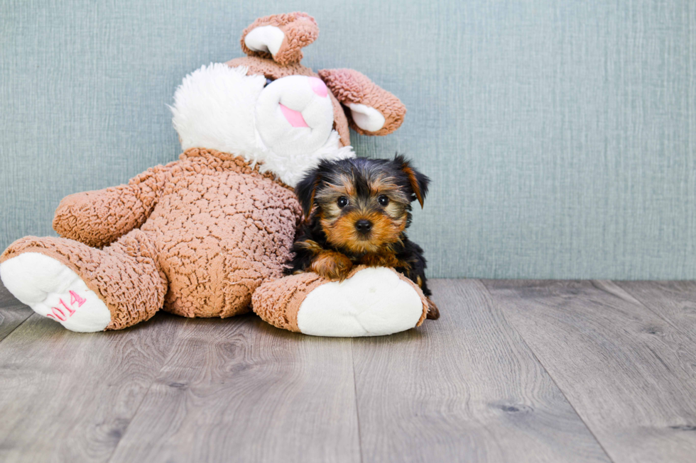 Meet Izzie - our Yorkshire Terrier Puppy Photo 