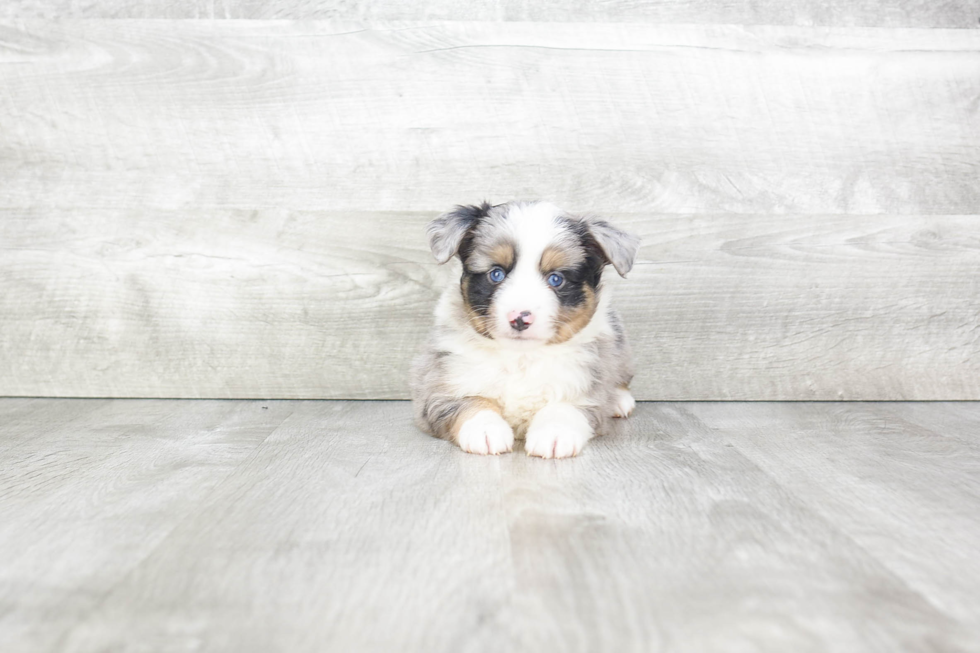 Mini Aussiedoodle Pup Being Cute