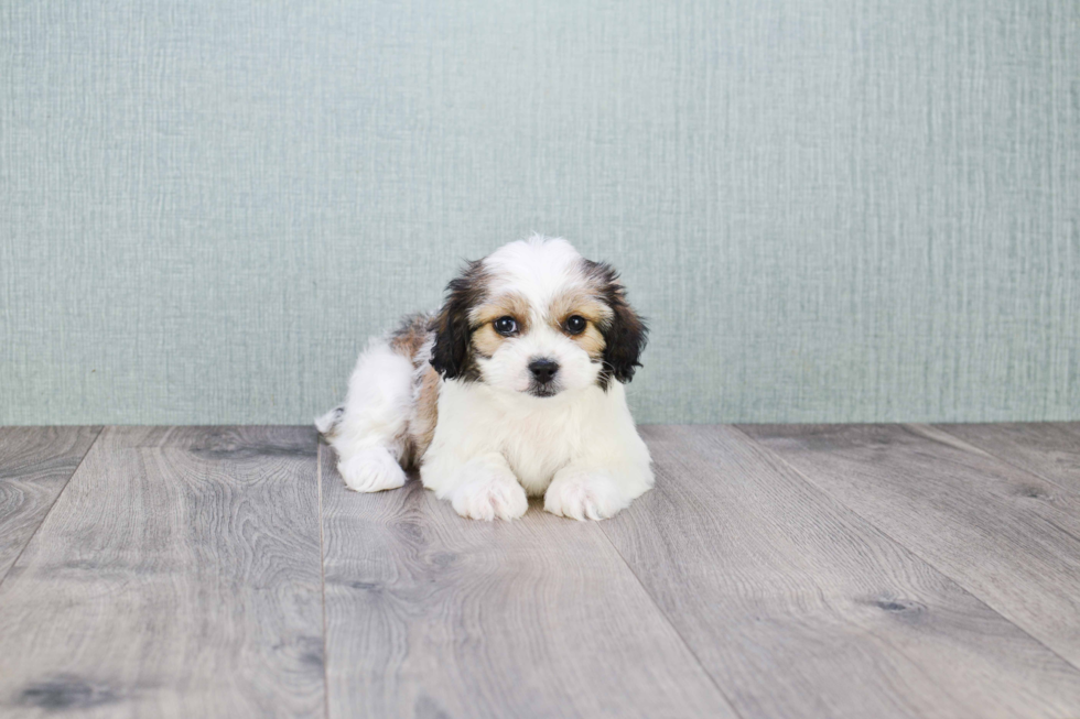 Adorable Cavalier Designer Puppy