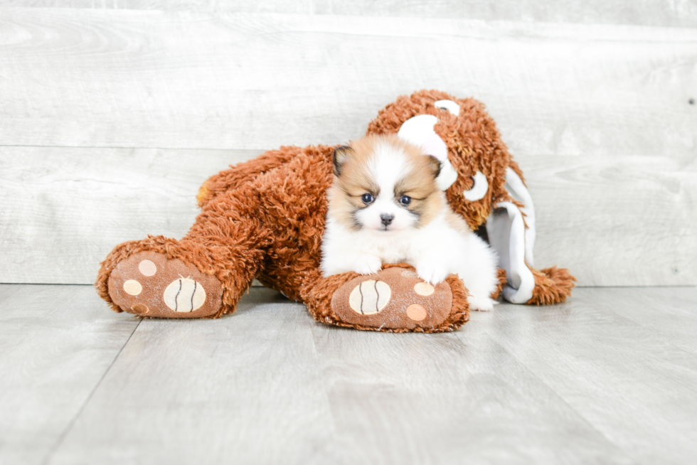 Pomeranian Pup Being Cute