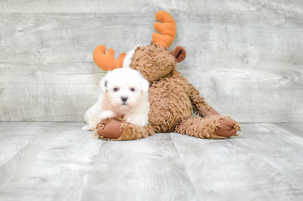 Teddy Bear Pup Being Cute