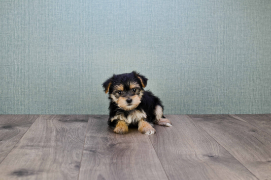 Energetic Yorkie Designer Puppy