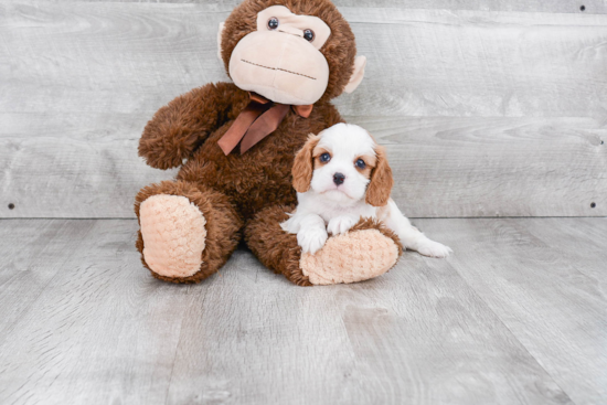 Best Cavalier King Charles Spaniel Baby