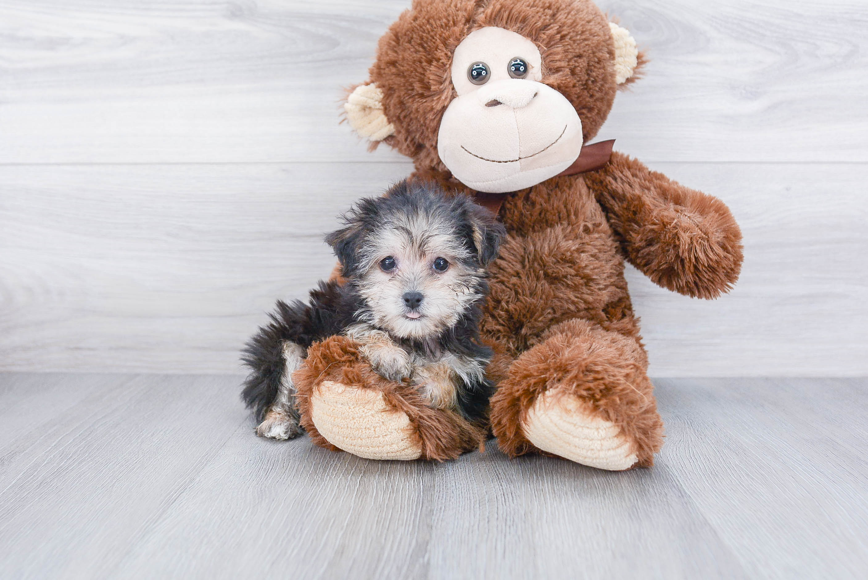 Best Morkie Baby