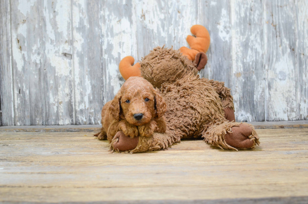 Fluffy Mini Goldendoodle Poodle Mix Pup