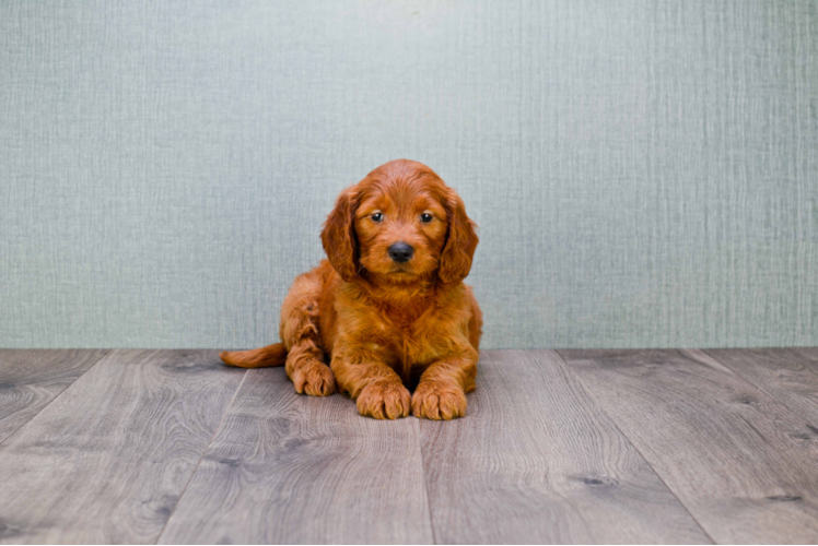 Small Mini Goldendoodle Baby