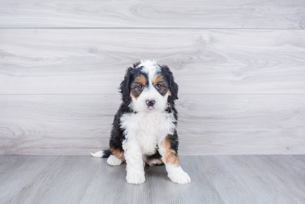 Little Bernadoodle Poodle Mix Puppy