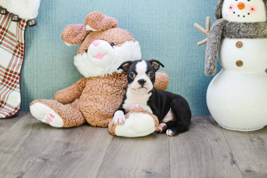 Playful Boston Terrier Purebred Pup