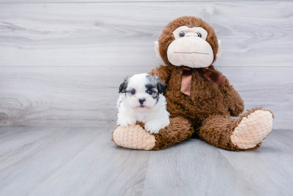 Popular Teddy Bear Designer Pup