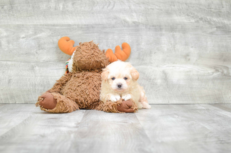 Happy Maltipoo Baby