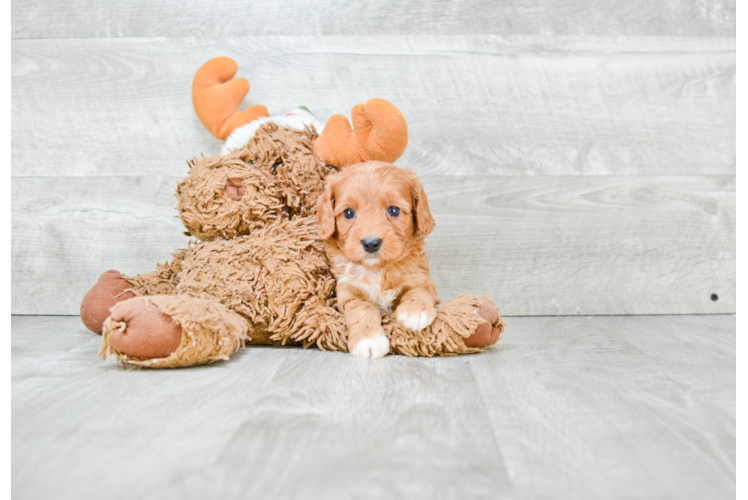 Cavapoo Puppy for Adoption