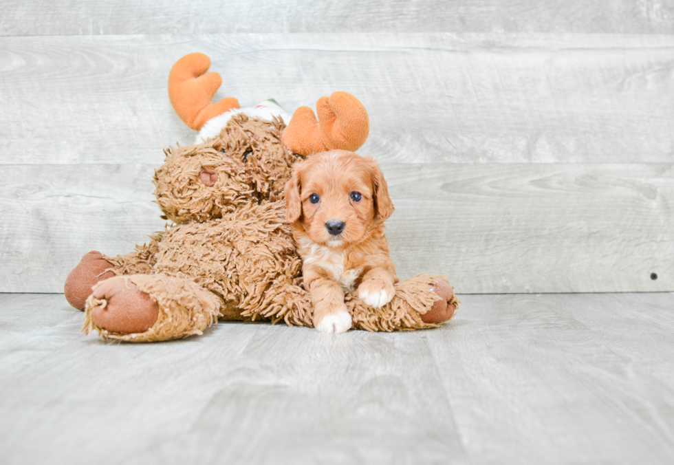 Cavapoo Puppy for Adoption