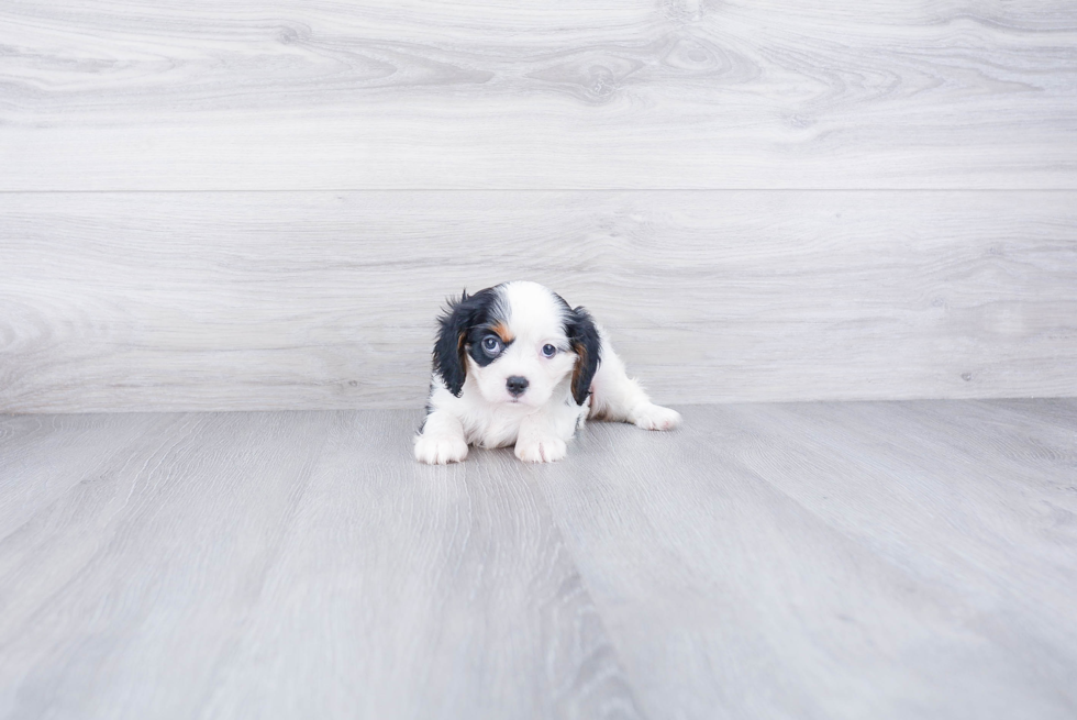 Hypoallergenic Cavalier King Charles Spaniel Baby