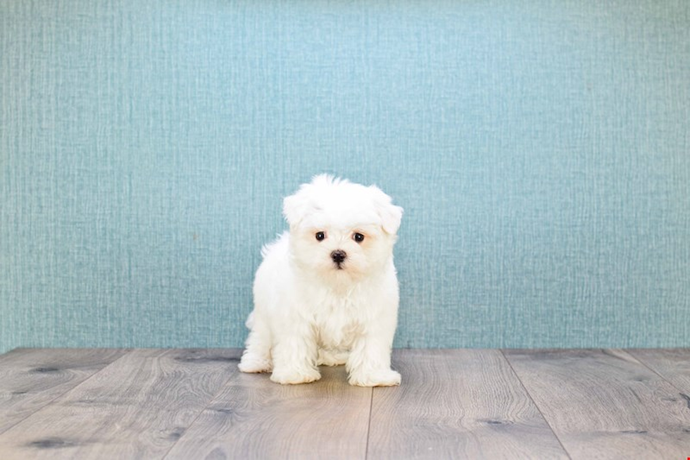 Playful Maltese Purebred Pup