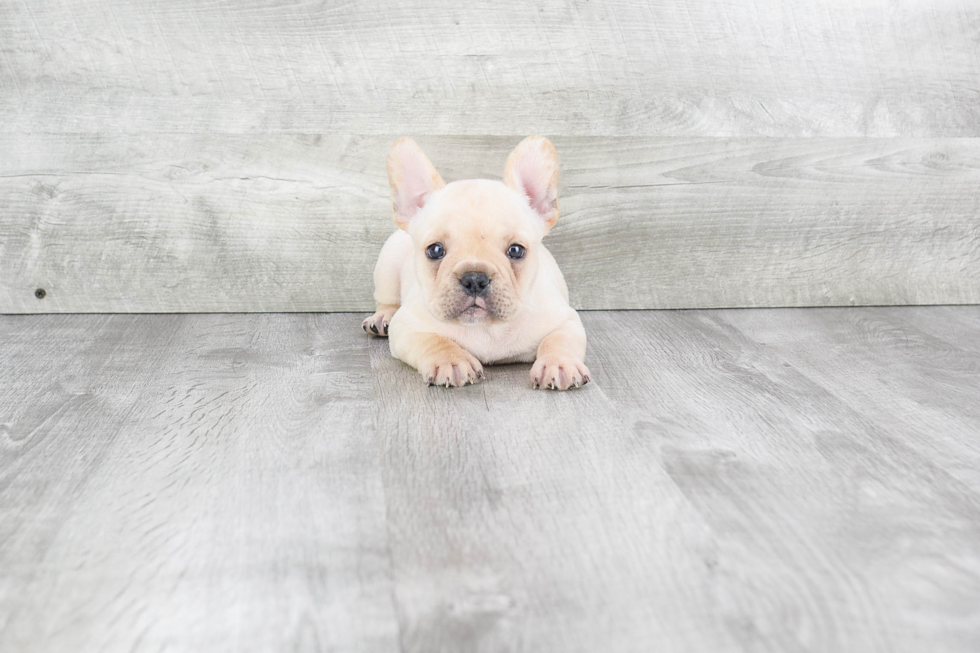 Petite Frenchie Purebred Puppy