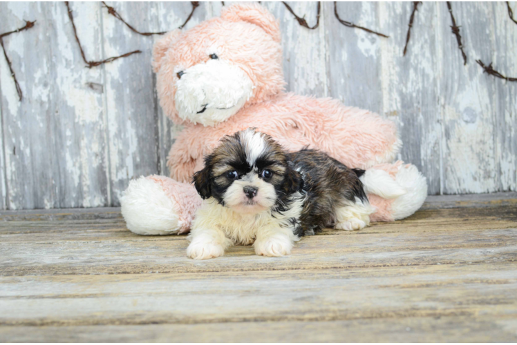 Teddy Bear Puppy for Adoption