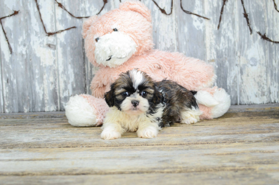 Teddy Bear Puppy for Adoption