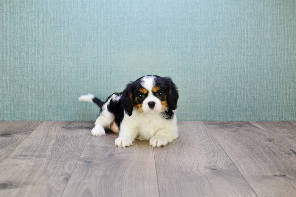 Happy Cavalier King Charles Spaniel Purebred Puppy