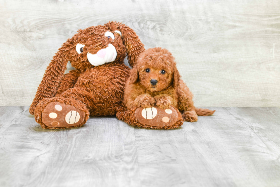 Smart Cavapoo Poodle Mix Pup