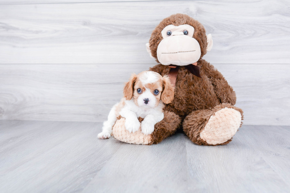 Best Cavalier King Charles Spaniel Baby