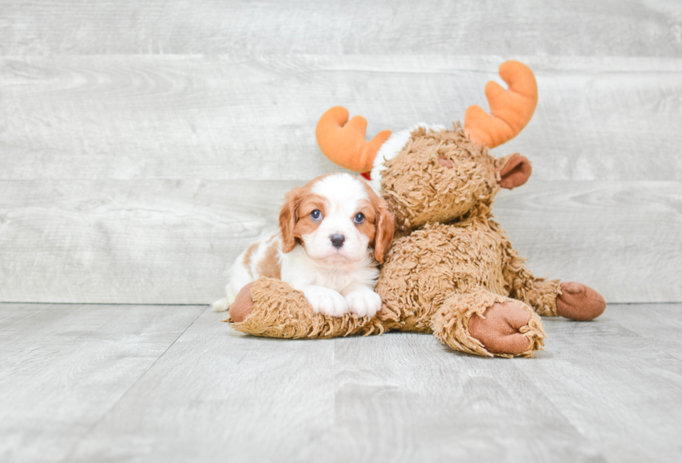 Smart Cavalier King Charles Spaniel Purebred Puppy