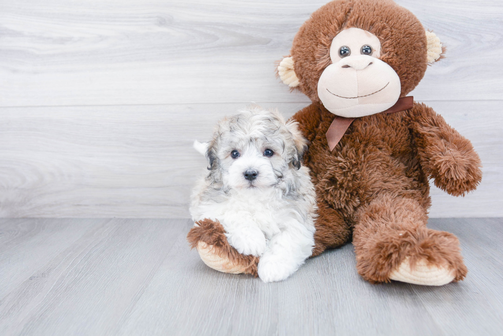 Havanese Pup Being Cute