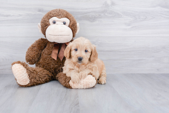 Mini Goldendoodle Pup Being Cute